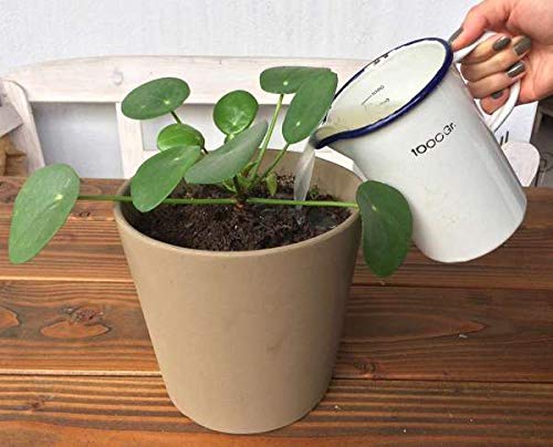 nemaplus® SF Nematoden ter bestrijding van rouwmuggen - 3 miljoen voor 6 m² potgrond of 30 planten - Image 7