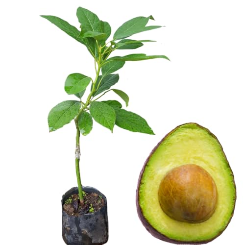 8-12' HASS Cold Hardy Avocado Tree Live Plant in Pot, Well-Rooted 9 Months Old Avocado