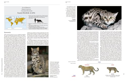 Handbook of Mammals of the World, Vol. 1: Carnivores - Image 4