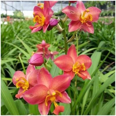 Aiden Gardens Ground Orchid Plant Spathoglottis plicata Big Red Star Ground Orchid 1 Helathy Live Plant (B0BX8Y2FRH) Amazon Price History, Amazon Price Tracker