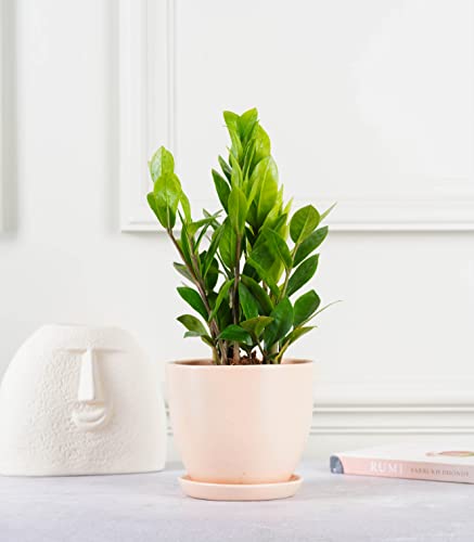 Image of Nurturing Green Modern Design Blush Pink Ceramic Pot for Plants for Home, Indoor Decor & Gifting (Size: 5 Inch Wide | Comes with Bottom Plate) - [Plants are not Included]