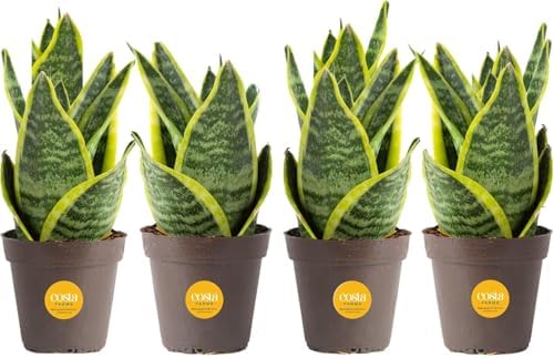 Costa Farms Snake Plant, Live Plants in Plastic Pots, Easy to Mai...