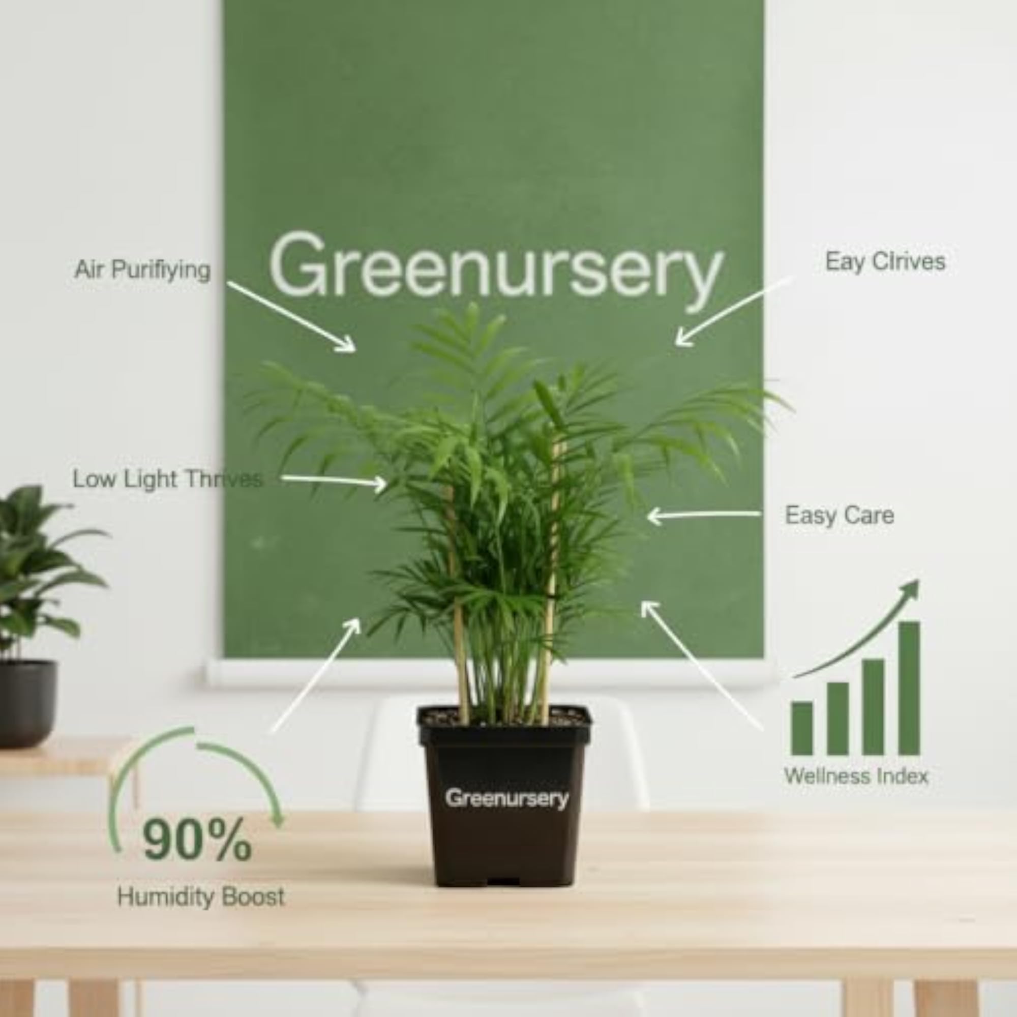 Live Parlor Palm Indoor Decorative Green Plant