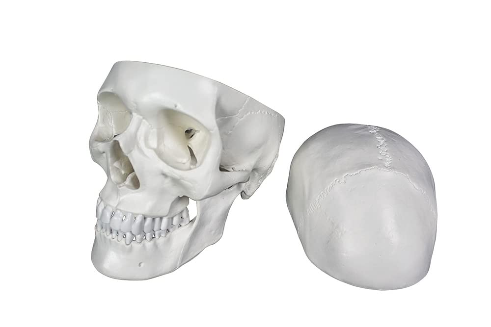 ZX | Human Skull Model, PVC, Dissectable in 3 parts, with detailed key card | Anatomical Model | Ideal for doctors and students for medical study and patient education | Bones and Skeleton (B09YGZ7C19) Amazon Price History, Amazon Price Tracker