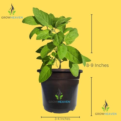 Image of live plants (TULSI PACK OF 2)