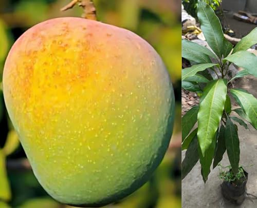 Image of Badam Mango Mango Plant (Grafted Plant Height 2-3 Feet) Hybrid 1 Healthy Live Frout Plant For Home Garden Fruit After 2-3 Years Grafted Mango Tree