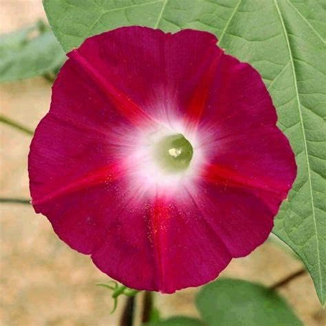 200 semillas Scarlett O'Hara Morning Glory para plantar más de 0.18 oz, Red Morning Glory EE. UU., abeja polinizadora cosechada, mariposa