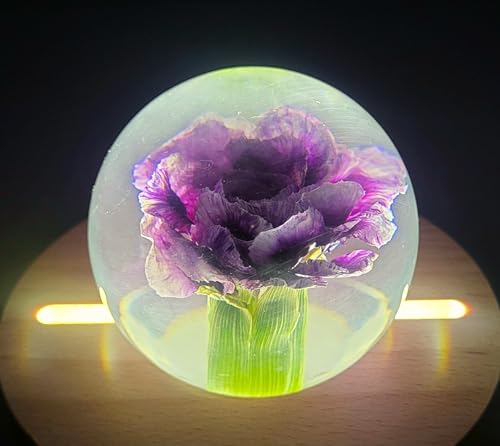 Image of 60mm Real Purple Carnation in Crystal Clear Lucite Resin Ball January Birth Month Flower Anniversary Wedding Engagement Valentine Mother's Day Gift Botanist Herb Paperweight Display Decor Collection