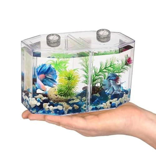 Image of Double Compartment Betta Fish Tank with Divider, 2 INCH Plant- 2,Acrylic Breeding Box for Fish, Shrimp and Jellyfish Colour May Vary (Tank)