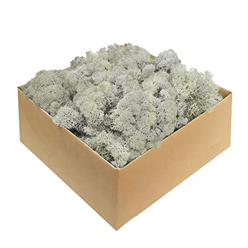 GJS Islandmoos – Musgo en 1 kg/500 g/200 g, Musgo Natural preservado Real (Islandia) para...