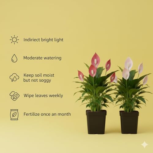 Image of live plants (LILYY COMBOO)