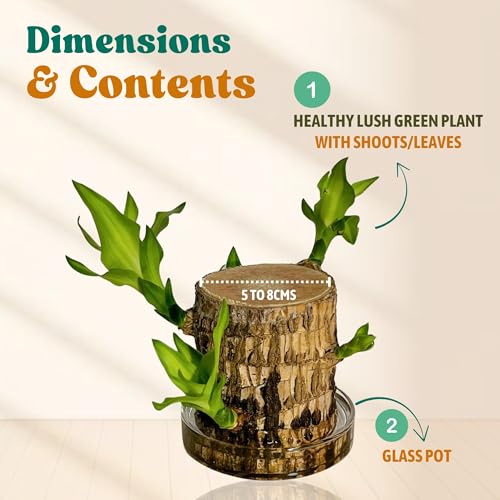 Image of Amazon Brand Brazilian Wood Lucky Bamboo Live Plant with Glass Pot | Indoor Bamboo House Plants for Home, Living Room, & Office Decoration | Vastu Plant | (Imported Plant with Pot)