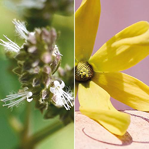 Sensa Naturale Argillosa Doccia Schiuma Solida in