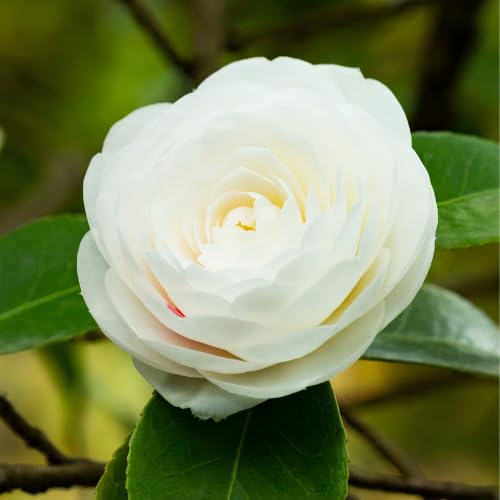 Camellia Plants Live HILROQG