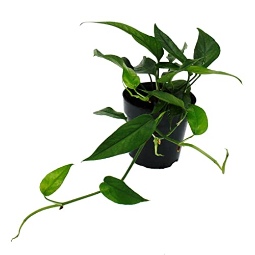 Exotenherz Epipremnum pinnatum 'Cebu Blue' - blaugrüne Efeutute - 12cm Topf