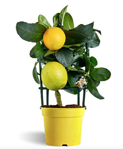Саженцы Лимона Купить