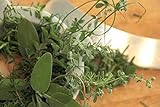 Zoom IMG-1 6 piante aromatiche barbecue per Zoom IMG-1 6 piante aromatiche barbecue per