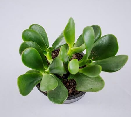 70 semi di piante Crassula ovata