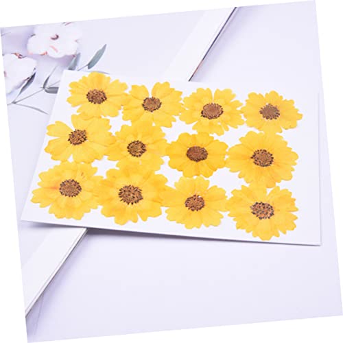 CORHAD 48 flores secas prensadas para manualidades miniatura 4