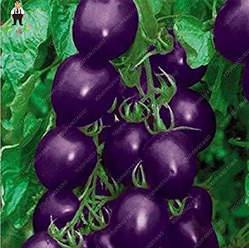 Semillas de tomate morado, frutas y verduras saludables para el jardín de casa, plantas de Happy Farm, árbol bonsái rojo fácil de cultivar, paquete de 500 semillas