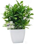 OFFIDIX Artificial Eucalyptus Plants with White Square Vase Small Artificial Tree for Office Desktop Decor Fake Plants for Home and Office Indoor Decorations