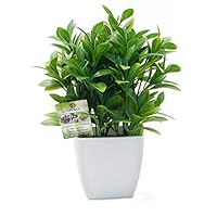 Meyerascal Fiori artificiali in vaso,piccolo vaso in ceramica,piante di fiori finti,decorazione da scrivania per interni e ufficio,ortensie finte per tavolo,libreria,camera da letto,soggiorno,feste