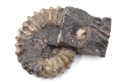 Ammonite Prolyelliceras Fossil Peru 110 Million Years Old #18190