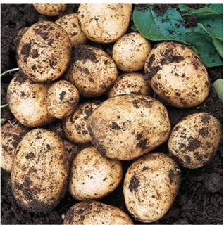 Seed Potato British Queen Second Early Potatoes Grow Your Own Vegetables x 20 Tubers