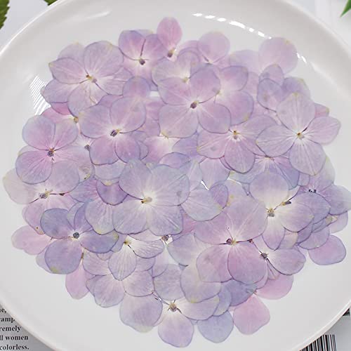 Exasinine 60 Stück getrocknete Hortensienblütenblätter, Natürliche Blütenblätter, DIY Handwerk, Fotorahmen, Aufkleber, Nagelkunst, Duftkerzen, handgemachte Seife, Lila, Trockenblumen, Hydrangea