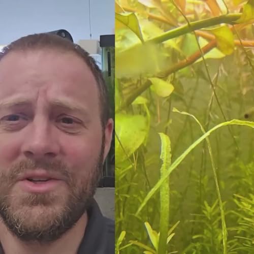 Endlers are the Best Livebearers! Why?