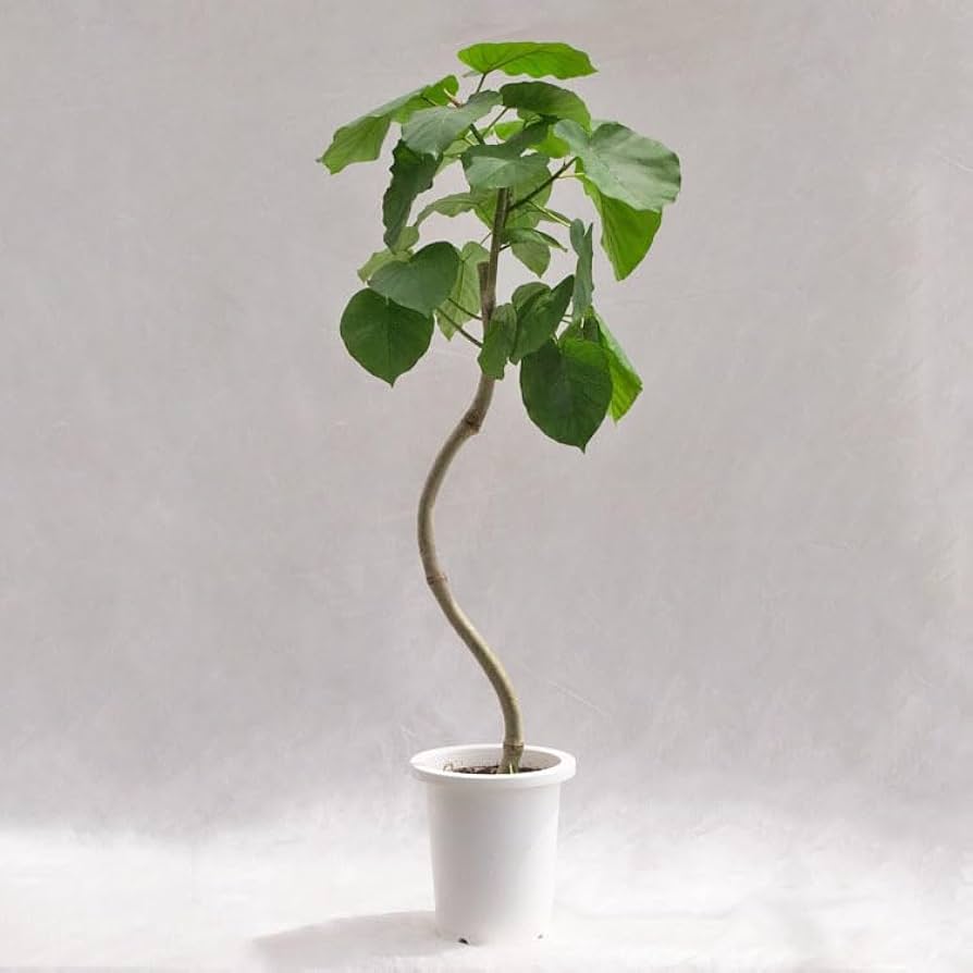 フィカス ウンベラータ 142cm８号 フィカス ウンベラータ 観葉植物 ホワイトセラアート鉢 8号
