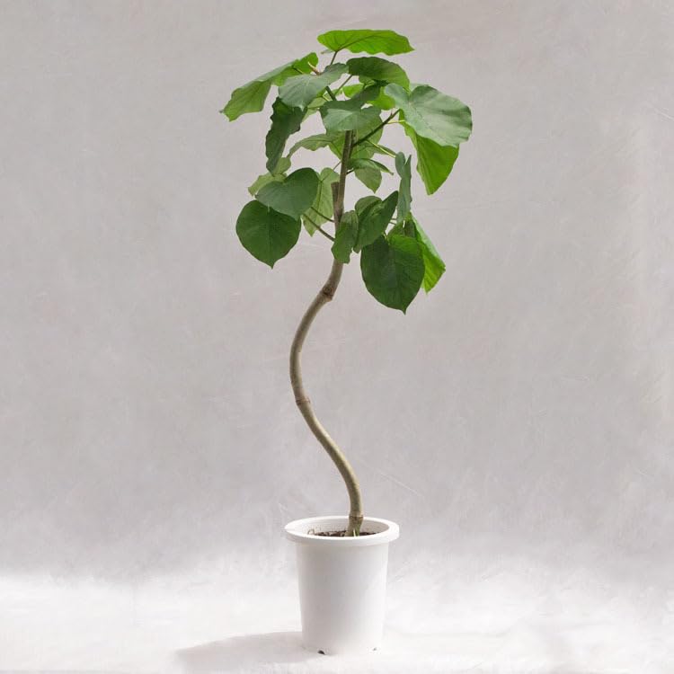 ミ*ト様 ウンベラータ 曲がり 観葉植物 約110センチ 2 ミ*ト様
