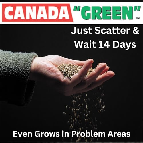 Canada Green Grass Seed: 500g. 3 x 500g Bags. Bulk Offer Coverage up to 70.5 sq metres - Image 3