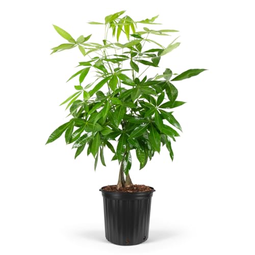 Pachira Aquatica, Money Tree Braided, Good Luck Tree, Tropical Plant, Live Plant, Exotic Plant, Houseplant, Air Purifying Plant, Low Maintenance Plant (5GAL Pot, 4-5FT)