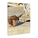 3dRose, Little Sparrow Eating Seed On Dock, Museum Grade Canvas Wrap 16x20