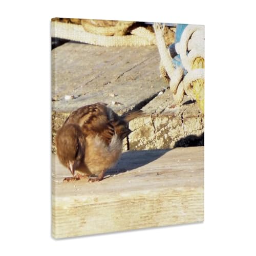 3dRose, Little Sparrow Eating Seed On Dock, Museum Grade Canvas Wrap 16x20