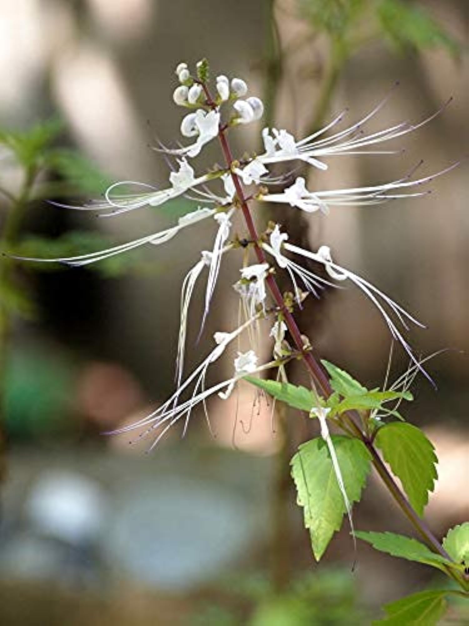 Poonai Meesai Powder, 100g, Cat Whiskers Plant