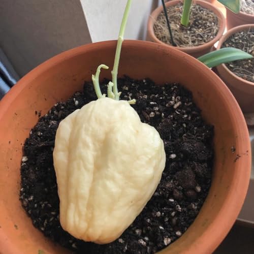 chayote comprar semillas, comprar de invierno de chayote de invierno, 125pcs