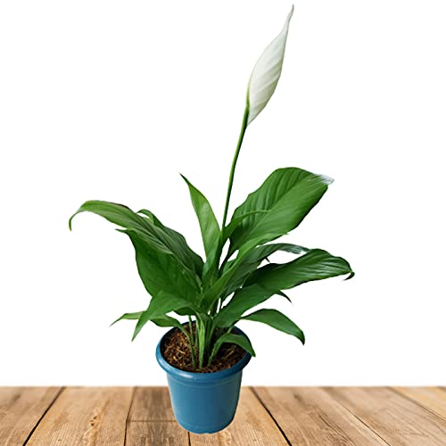 Plant Zone Peace Lily Air Purifying Plant (B092ZG7VN4) Amazon Price History, Amazon Price Tracker