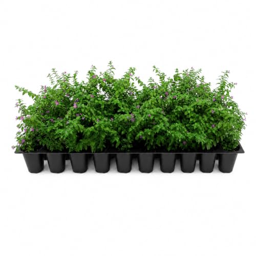 Mexican Heather Purple | 3 Live Plants | Cuphea Hyssopifolia | Drought Tolerant, Evergreen Shrub...