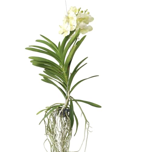 Plant in a Box - Vanda 'Tayanee Blanc' - Orchidée tropicale - Magnifique mélange de couleurs - Orchidée en fleur - Hauteur 45-55cm