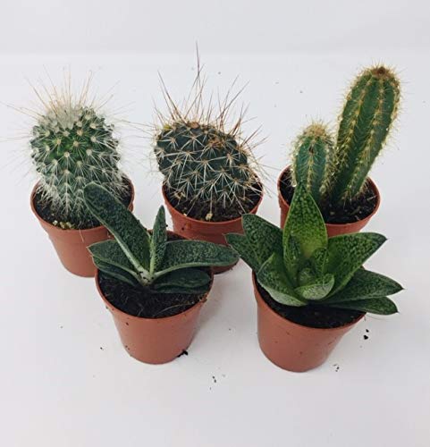Carbeth Plants - 5 x Aloe Vera & Cactus Plant Mix