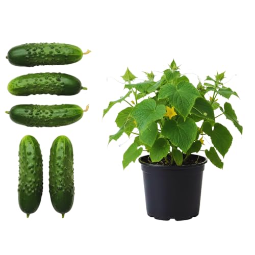 Set of 3 Marketmore Cucumber Plants Live, Live Cucumber Plants,