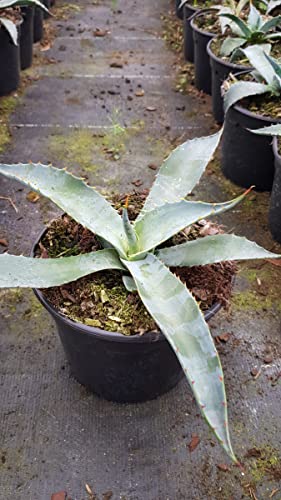 Agave chrysantha 'Giant' / Agave dorée/Conteneur de 2 à 2.9 litres