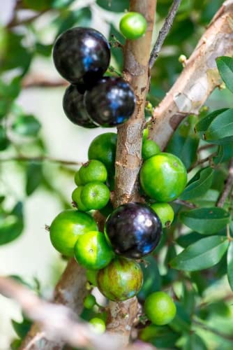 Athidhi Garden Brazilian Grape Fruit Jabuticaba Plinia Cauliflora Plant