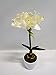 Produktbild Ziegler Amaryllis Dekopflanze Kunstpflanze H 45 cm weiß Creme getopft 183275 F37