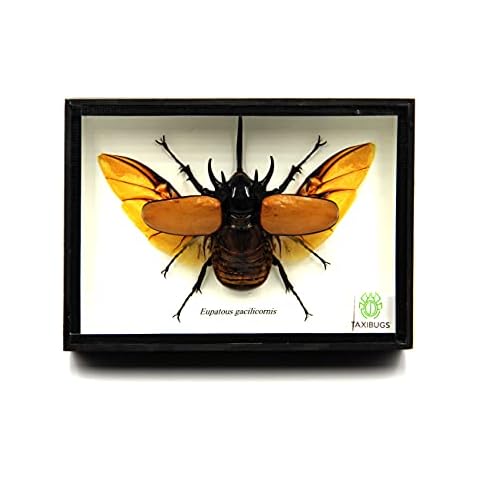 TAXIBUGS Real 5 Horned Beetle/Eupatorus Gracilicornis Flying Form Taxidermy in Transparent Box Display (Black Wooden Box) Cover