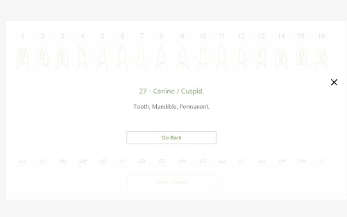 Dental Chart