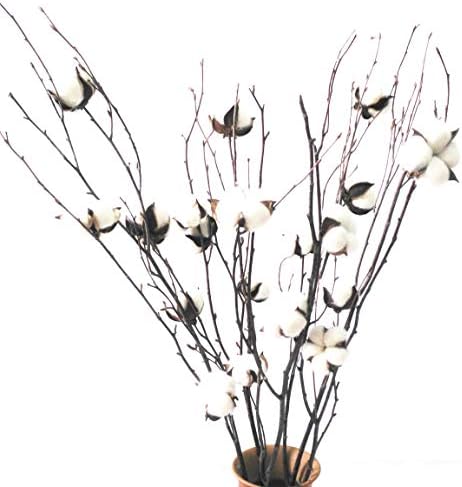 20 Branches Fleurs De Coton Naturelle Séchée - Décoration Boho 40cm Pour Intérieur Et Mariage