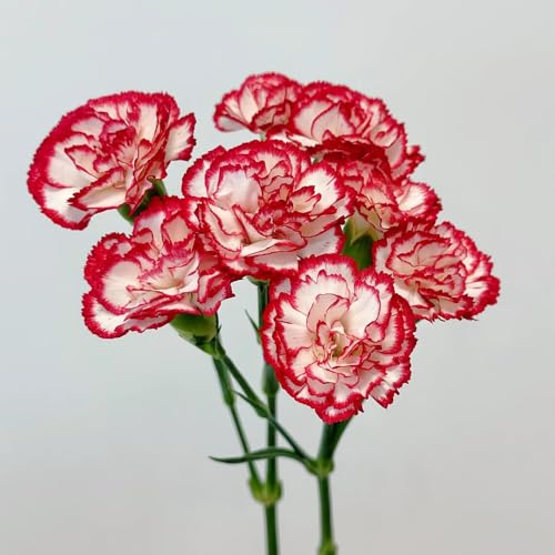 Semi di garofano, perenni di garofano selvatico, esotiche semi di regali da giardino 300pcs